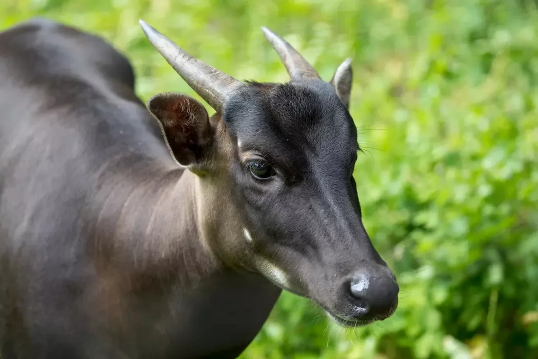 Lowland Anoa