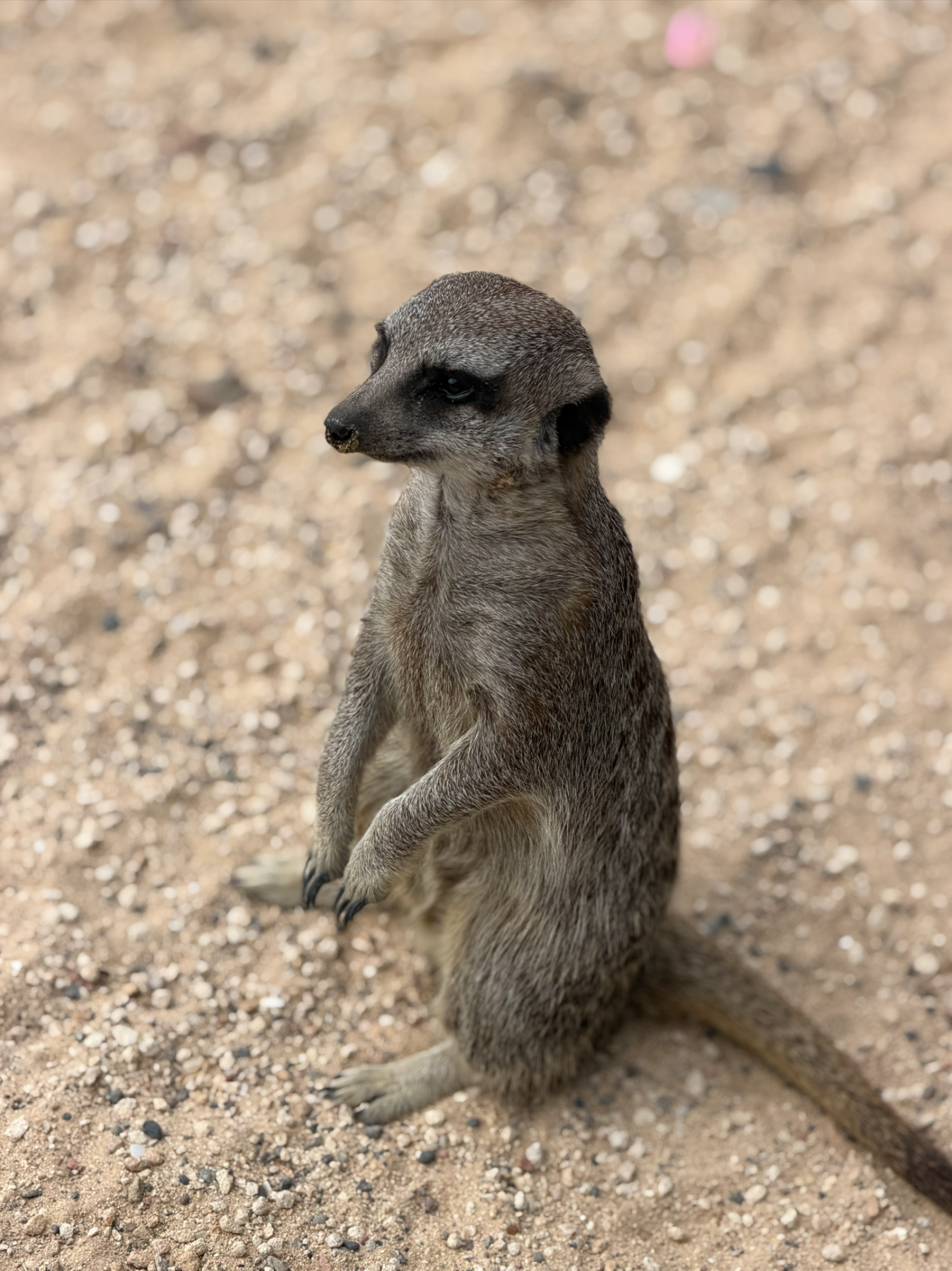 Meerkat