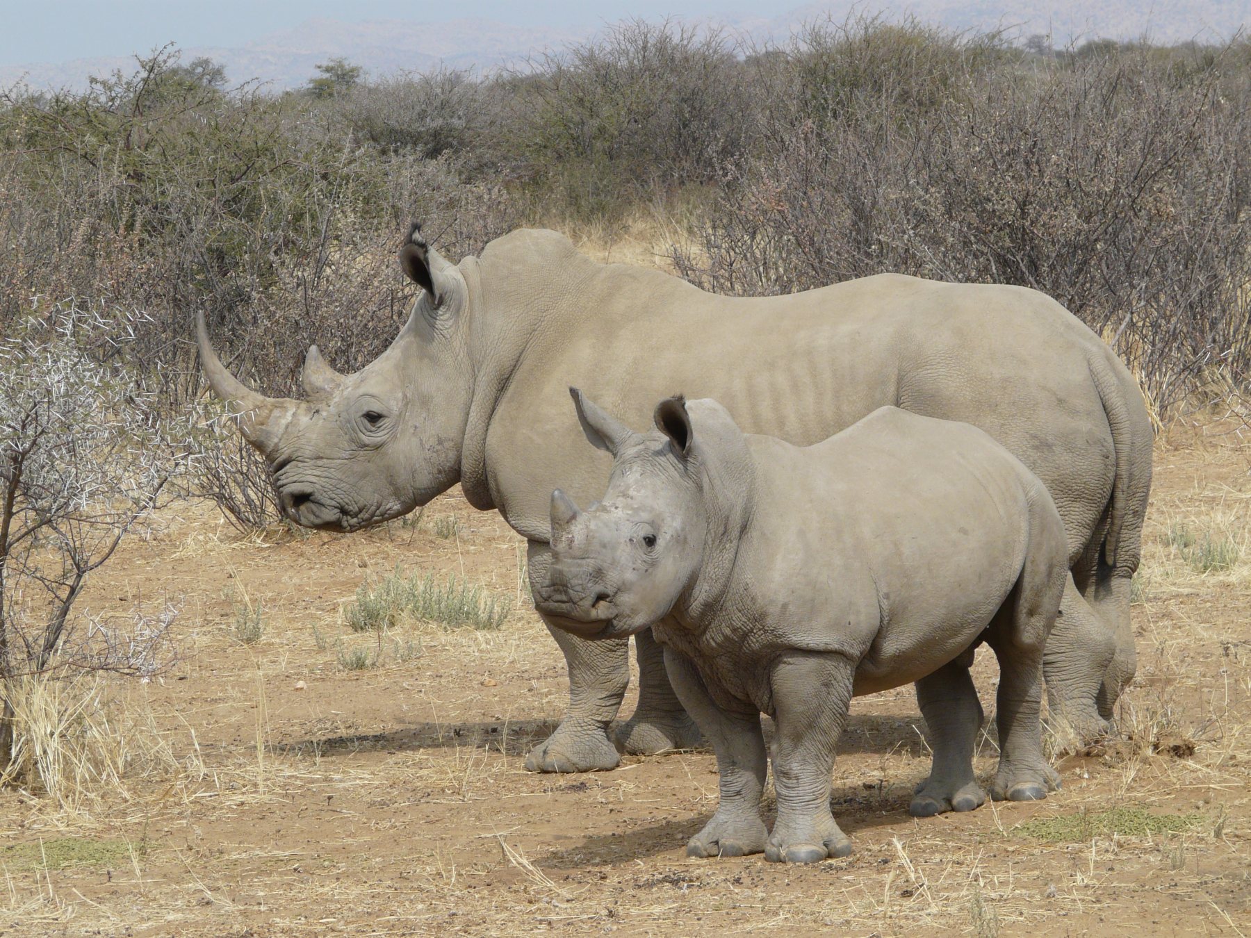 Southern white rhinoceros