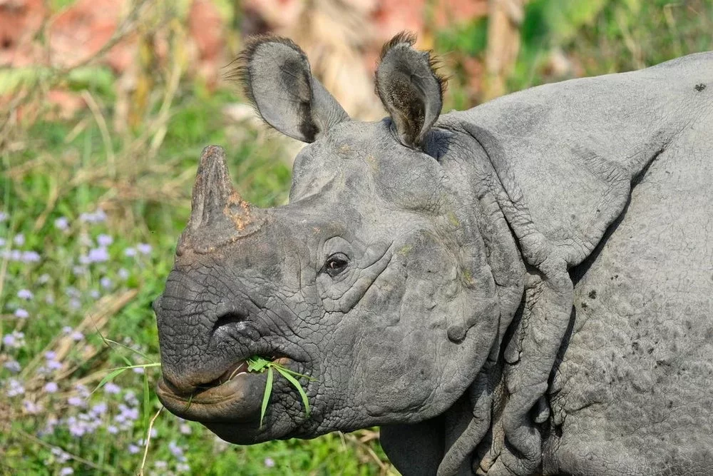 Indian rhinoceros