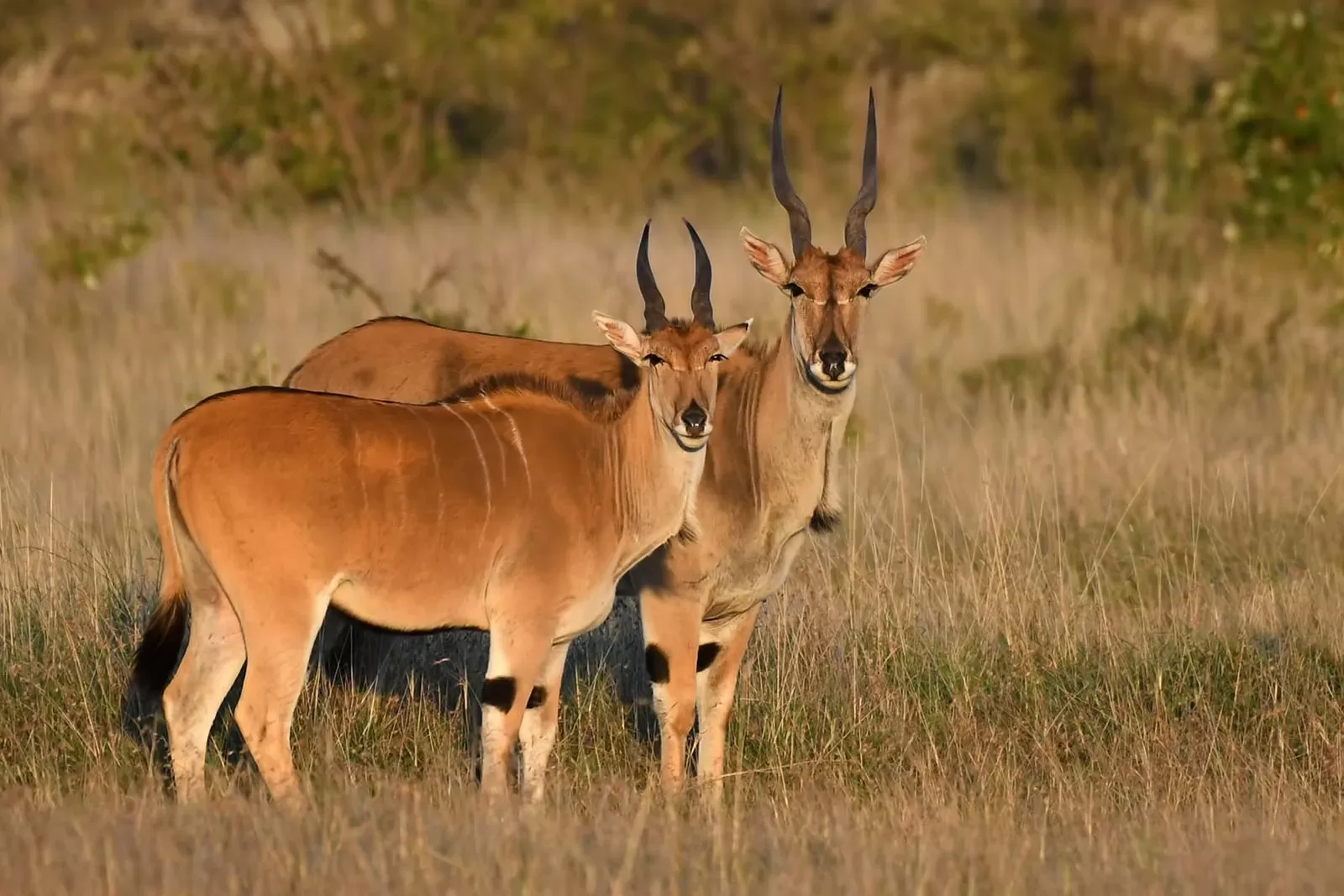 Common Eland