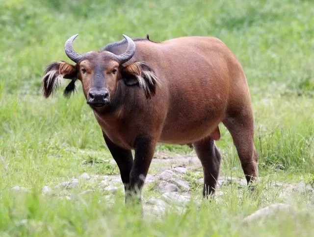 African Forest Buffalo