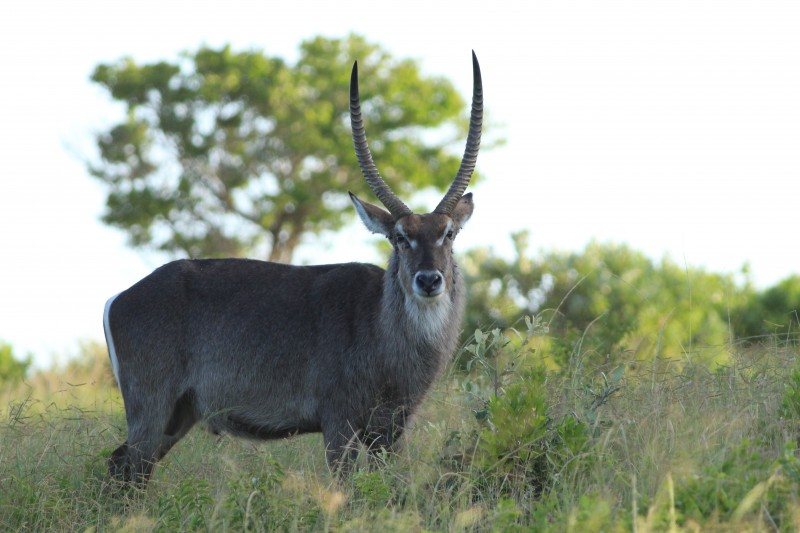 Ellipsen Waterbuck